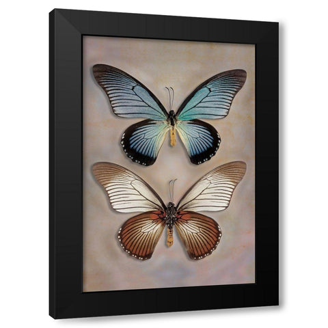 Great Blue Swallowtail Top - Underside Black Modern Wood Framed Art Print by Reynolds, Richard
