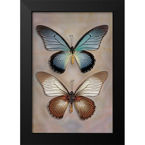 Great Blue Swallowtail Top - Underside Black Modern Wood Framed Art Print by Reynolds, Richard