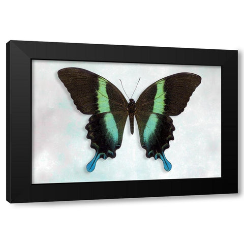 Green Swallowtail Black Modern Wood Framed Art Print with Double Matting by Reynolds, Richard