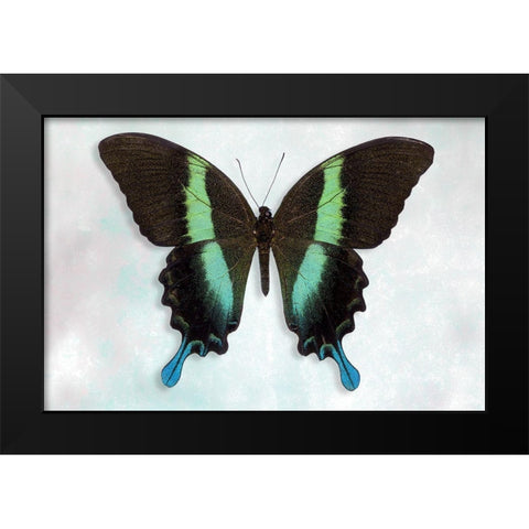Green Swallowtail Black Modern Wood Framed Art Print by Reynolds, Richard