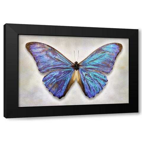 Aurora Morpho Black Modern Wood Framed Art Print by Reynolds, Richard