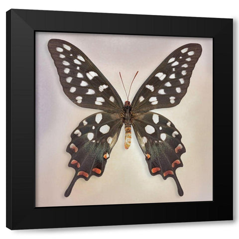 Madagascan Swallowtail Black Modern Wood Framed Art Print by Reynolds, Richard