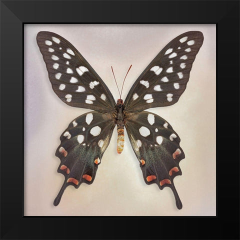 Madagascan Swallowtail Black Modern Wood Framed Art Print by Reynolds, Richard