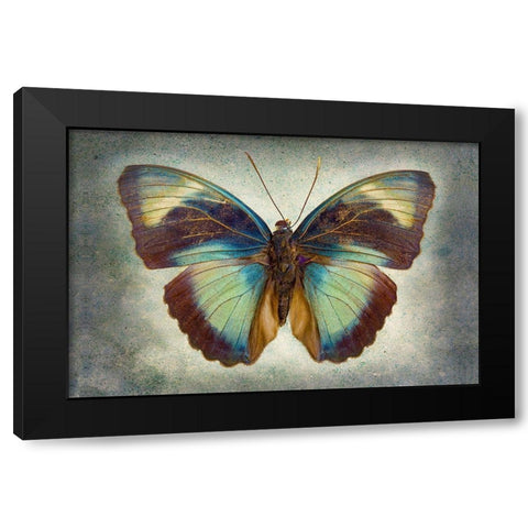 Brown Patch Ceres Forester Black Modern Wood Framed Art Print by Reynolds, Richard