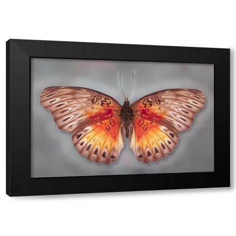 Common Red Glider Black Modern Wood Framed Art Print with Double Matting by Reynolds, Richard