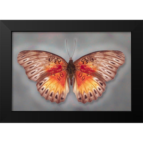 Common Red Glider Black Modern Wood Framed Art Print by Reynolds, Richard