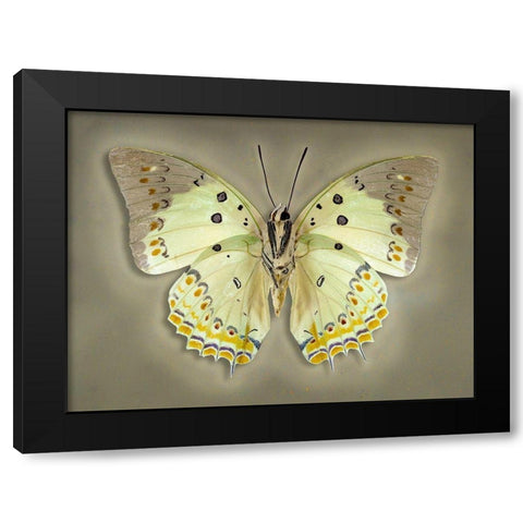 Jewelled Nawab Black Modern Wood Framed Art Print with Double Matting by Reynolds, Richard