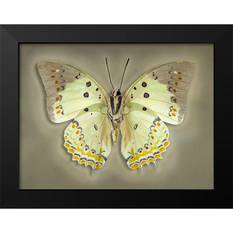 Jewelled Nawab Black Modern Wood Framed Art Print by Reynolds, Richard