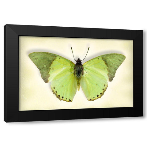 Common Green Charaxes Black Modern Wood Framed Art Print with Double Matting by Reynolds, Richard