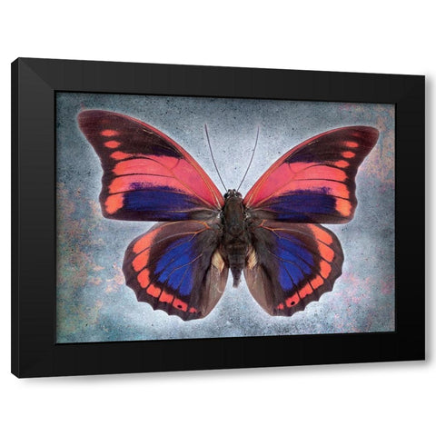 Prepona Praeneste Confusa Black Modern Wood Framed Art Print by Reynolds, Richard