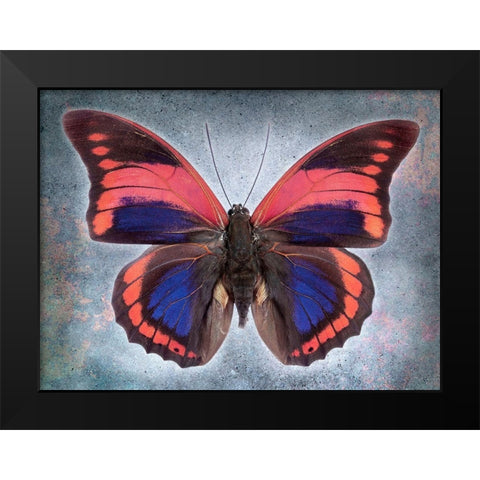 Prepona Praeneste Confusa Black Modern Wood Framed Art Print by Reynolds, Richard
