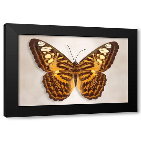 Clipper Butterfly Black Modern Wood Framed Art Print by Reynolds, Richard