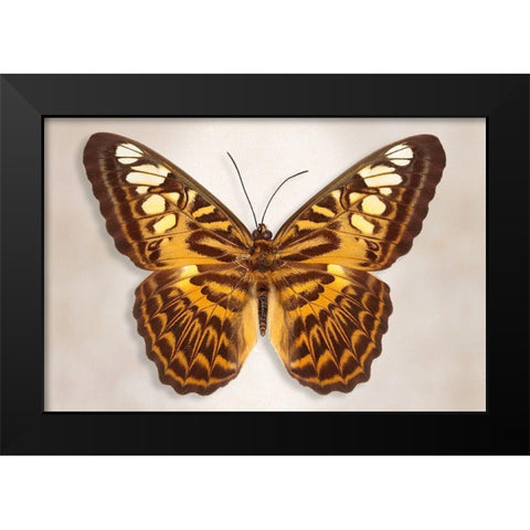 Clipper Butterfly Black Modern Wood Framed Art Print by Reynolds, Richard