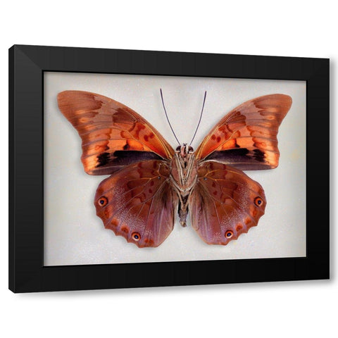 Prepona Praeneste Confusa - Underside Black Modern Wood Framed Art Print with Double Matting by Reynolds, Richard