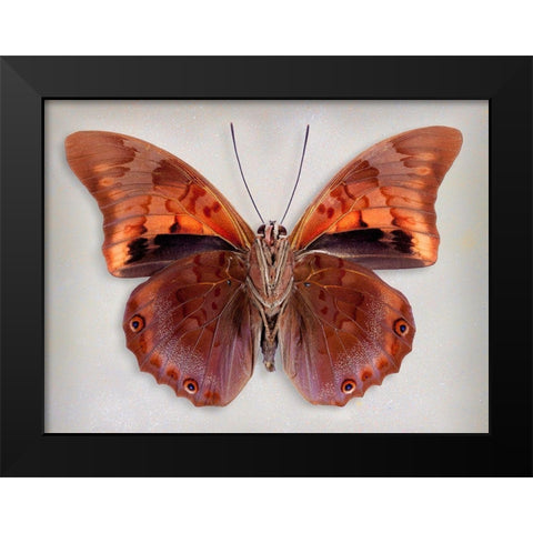 Prepona Praeneste Confusa - Underside Black Modern Wood Framed Art Print by Reynolds, Richard