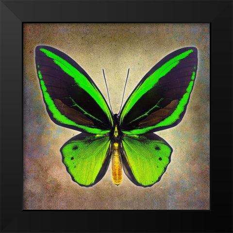 Common Green Birdwing Black Modern Wood Framed Art Print by Reynolds, Richard