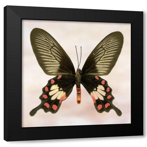Rose Common Black Modern Wood Framed Art Print with Double Matting by Reynolds, Richard