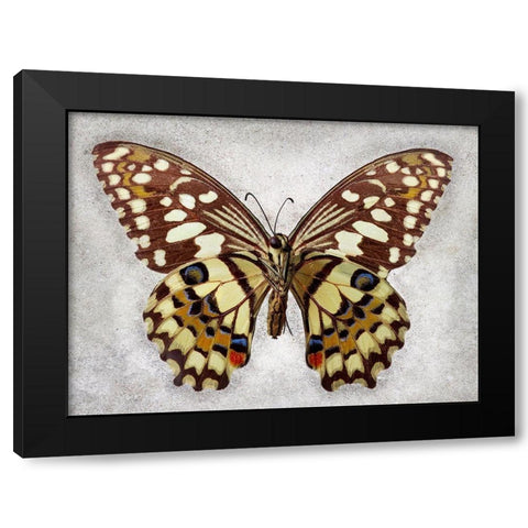 Checkered Swallowtail Black Modern Wood Framed Art Print with Double Matting by Reynolds, Richard