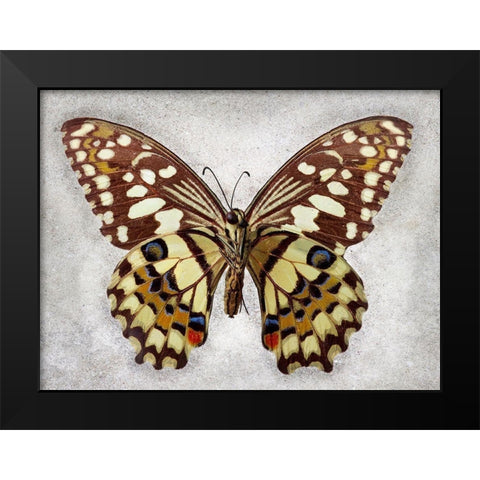 Checkered Swallowtail Black Modern Wood Framed Art Print by Reynolds, Richard