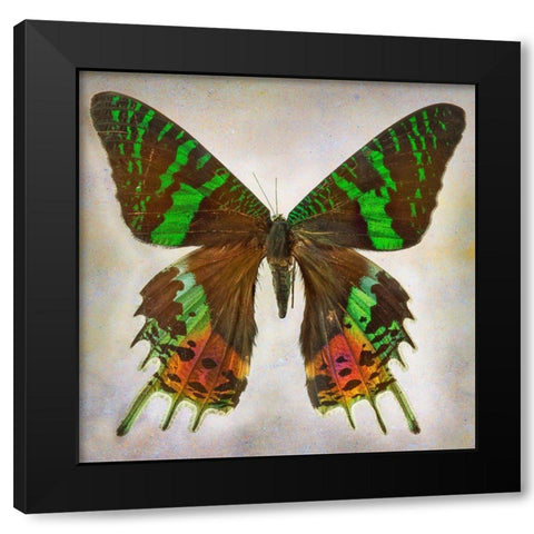 Urania Riphens Black Modern Wood Framed Art Print by Reynolds, Richard
