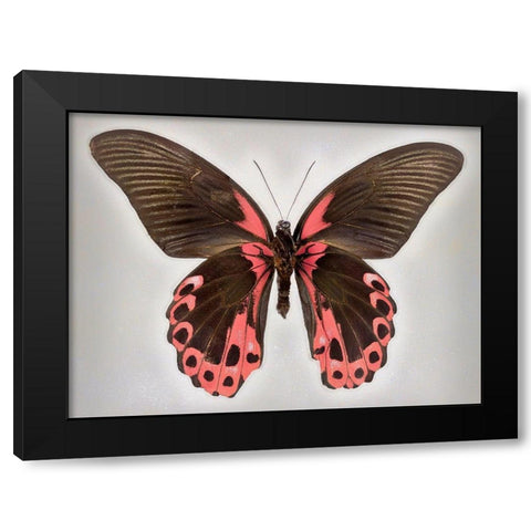 Red Mormon Black Modern Wood Framed Art Print with Double Matting by Reynolds, Richard