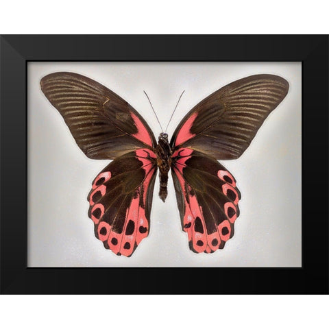 Red Mormon Black Modern Wood Framed Art Print by Reynolds, Richard