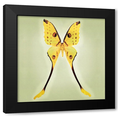 Comet Moth Black Modern Wood Framed Art Print by Reynolds, Richard