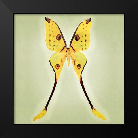 Comet Moth Black Modern Wood Framed Art Print by Reynolds, Richard