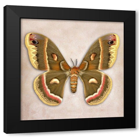 Cecropia Moth Black Modern Wood Framed Art Print by Reynolds, Richard