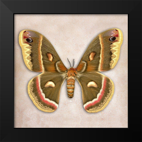 Cecropia Moth Black Modern Wood Framed Art Print by Reynolds, Richard