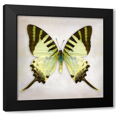 Fivebar Swordtail Black Modern Wood Framed Art Print with Double Matting by Reynolds, Richard