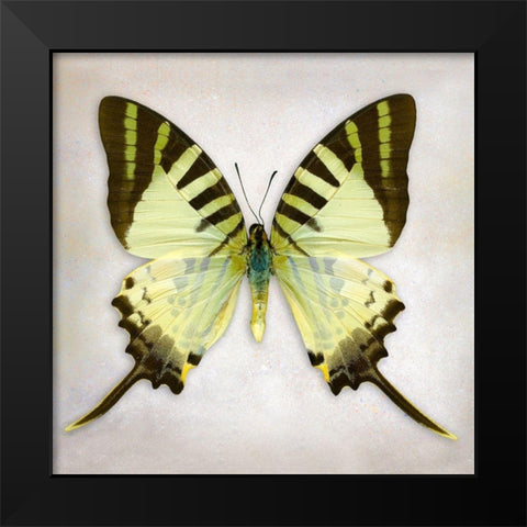 Fivebar Swordtail Black Modern Wood Framed Art Print by Reynolds, Richard