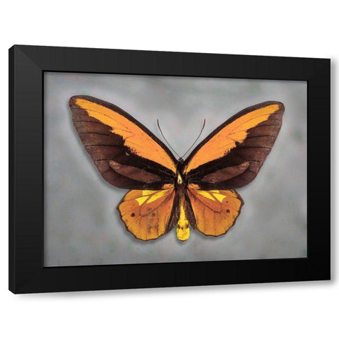 Wallaces Golden Birdwing Black Modern Wood Framed Art Print by Reynolds, Richard