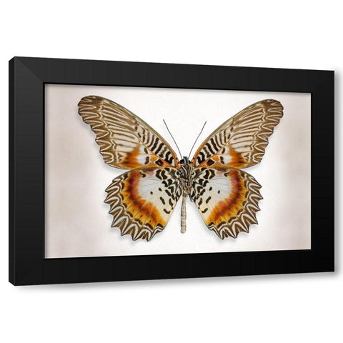 Brown Accented Butterfly Black Modern Wood Framed Art Print by Reynolds, Richard