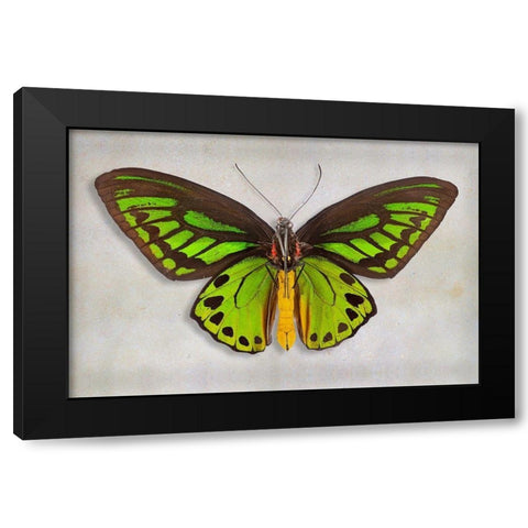 Priams Birdwing Black Modern Wood Framed Art Print with Double Matting by Reynolds, Richard