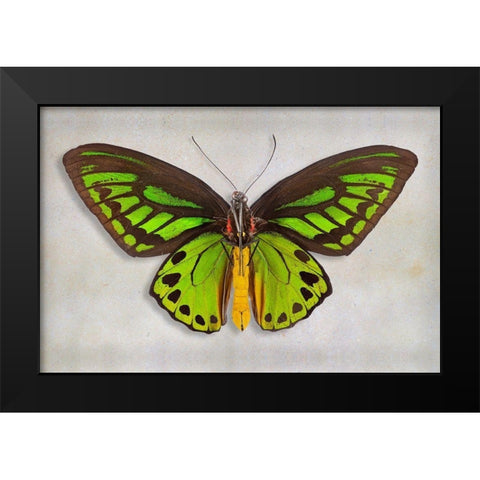 Priams Birdwing Black Modern Wood Framed Art Print by Reynolds, Richard