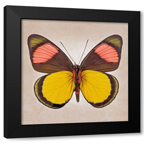 Painted Beauty Underside Black Modern Wood Framed Art Print with Double Matting by Reynolds, Richard