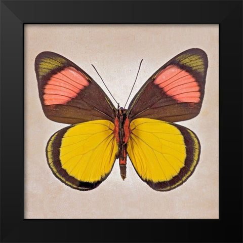 Painted Beauty Underside Black Modern Wood Framed Art Print by Reynolds, Richard
