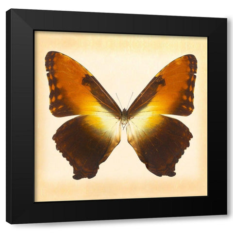 Sunset Morpho Black Modern Wood Framed Art Print with Double Matting by Reynolds, Richard