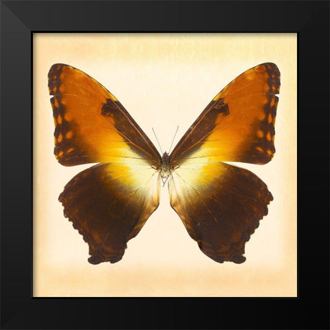 Sunset Morpho Black Modern Wood Framed Art Print by Reynolds, Richard