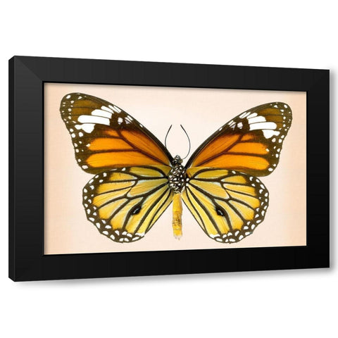 Tiger Common Black Modern Wood Framed Art Print by Reynolds, Richard