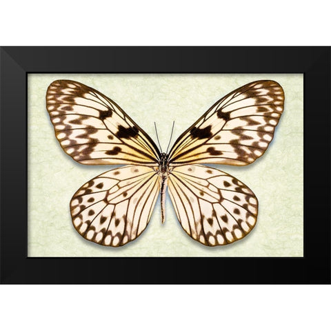 Rice Paper Butterfly Black Modern Wood Framed Art Print by Reynolds, Richard