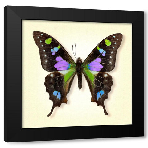 Purple Spotted Swallowtail Black Modern Wood Framed Art Print by Reynolds, Richard