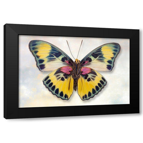 Euphaedra Adonina Black Modern Wood Framed Art Print by Reynolds, Richard