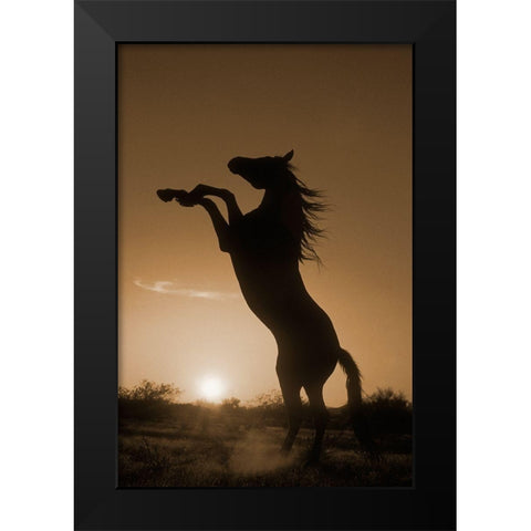 Rearing Horse Silhouette Black Modern Wood Framed Art Print by Dawson, Robert
