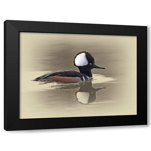 Hooded Merganser Black Modern Wood Framed Art Print by Brown, Jim