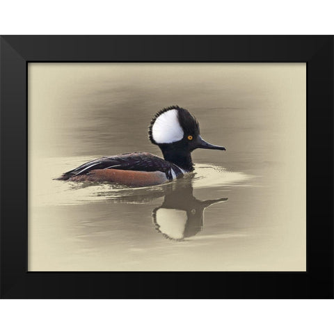 Hooded Merganser Black Modern Wood Framed Art Print by Brown, Jim