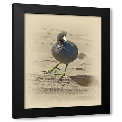 American Coot Black Modern Wood Framed Art Print with Double Matting by Brown, Jim