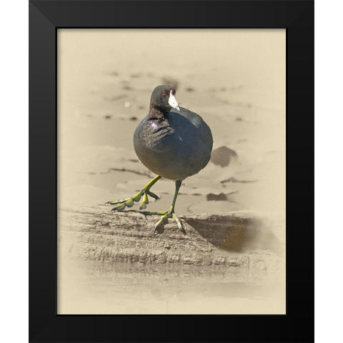 American Coot Black Modern Wood Framed Art Print by Brown, Jim
