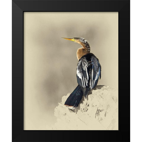 Anhinga Black Modern Wood Framed Art Print by Brown, Jim
